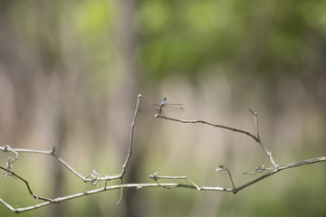 Blue Dasher Dragonfly