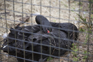 Black Swan
