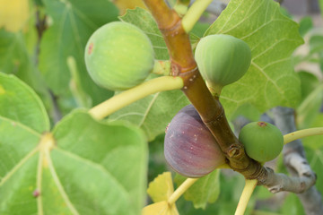 Figs almost ripe still on the tree