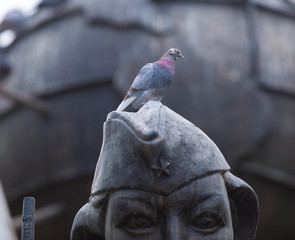 City pigeon on the monument