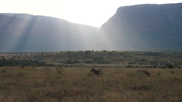 Zebras with sun shining over the savanna in Waterberg South Africa