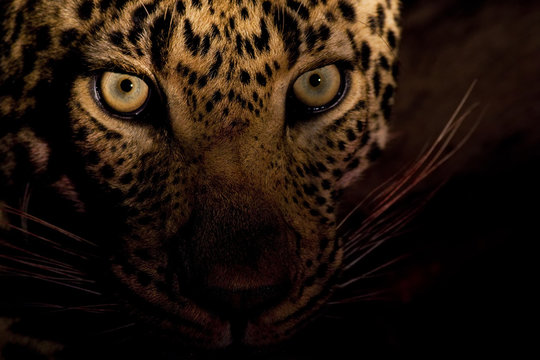 Eyes of the Night