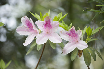Azaleas