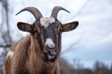 Brown goat, front