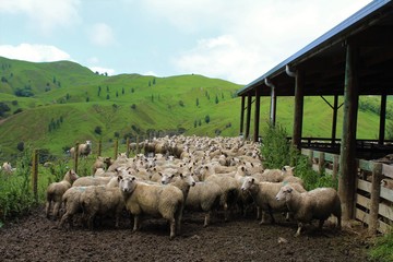 Farm life New Zealand - 168185716