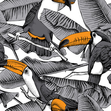 Seamless pattern with image of a Toucan and Banana leaves. Vector illustration.