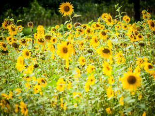 Sonnenblumenfeld © focus finder