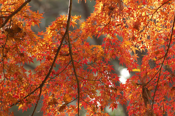 紅葉