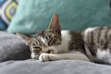 Cat Sleeping on the sofa