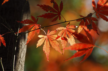 紅葉