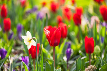 Red tulip close-up in a field of flowers in the Netherlands