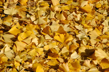 イチョウの落ち葉