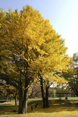 Naklejka premium 紅葉の銀杏