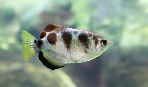 Close-up view of a Banded Archerfish (Toxotes jaculatrix)