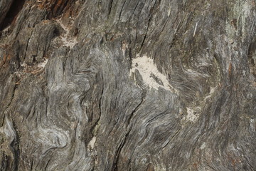 Alter knorriger Baumstamm, Holztextur, Hintergrundbild