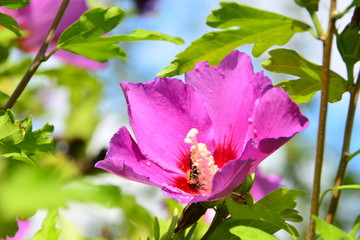 Hibiscus