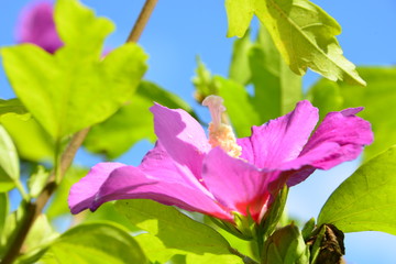 Hibiscus
