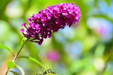 Buddleia