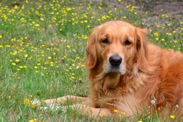 Golden Retriever