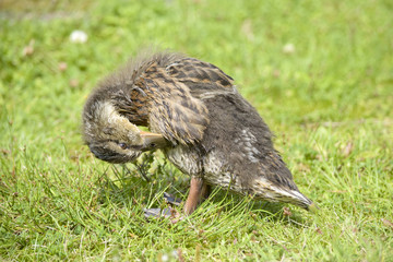 Little duck is cleaning herself