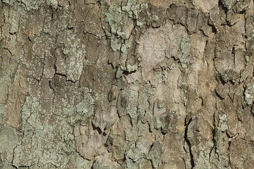 Holztextur, Hintergrundbild, grünliche braune Baumrinde