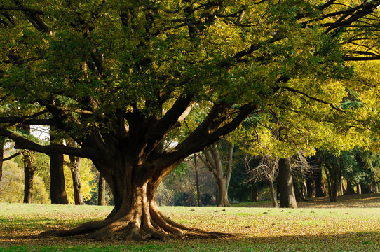けやきの木 Images – Browse 48 Stock Photos, Vectors, and Video