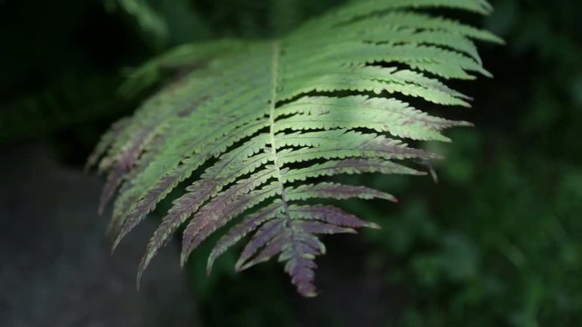 Fern leaves sway in the wind