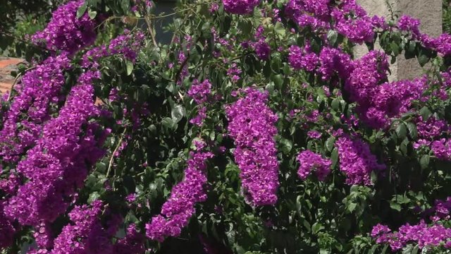 Mediterrane Blumen