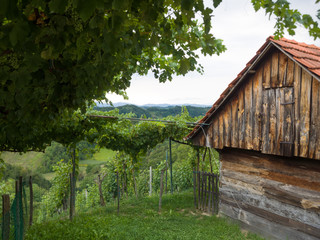 Hrvatsko Zagorje - Weinberge