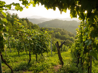 Hrvatsko Zagorje - Weinberge