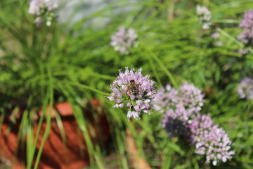 Bee gathering the pollen on sage flowers, broadleaf chives, Allium senescens in the sunny day, medicinal plants, herbs in the garden.