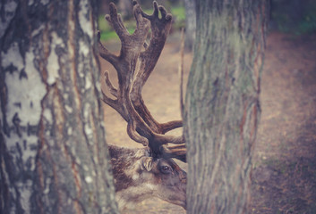 reindeer © Александр Денисюк