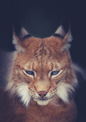 lynx © Александр Денисюк