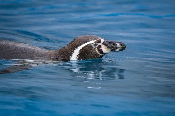 Naklejka premium penguin