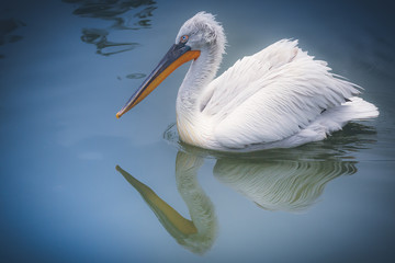 pelican