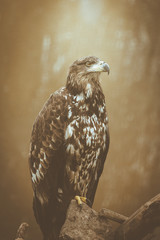 eagle