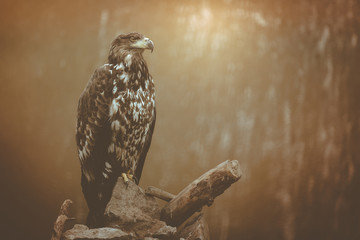 eagle