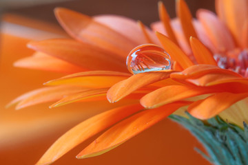 Wassertropfen Blume © Tino