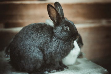  rabbit - 168189995
