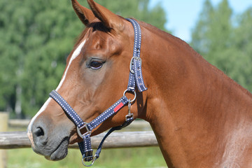 Obraz premium Elegant horse face portrait