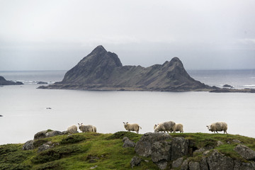 Sheep Bø i Vesterålen