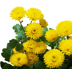 Yellow Chrysanthemum Bunch