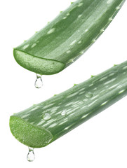 2 long Aloe Vera leaves with essence drops isolated on white