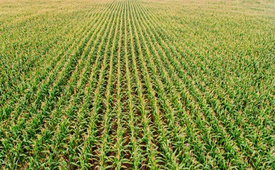 Aerial view on green corn field © Daniel Jędzura
