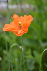 Fototapeta premium Orange decorative poppy