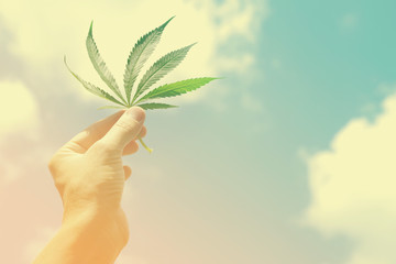 Fototapeta na wymiar Cannabis leaf in hand against the background of the sky, sunny, toned.