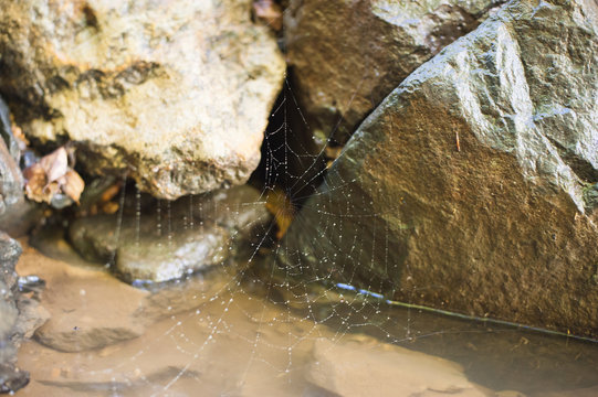 Spider's web between the river stones