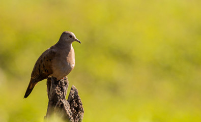 Columbina talpacoti-Ruddy Ground-dove
