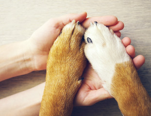 Dog paws and human hand close up, top view. Conceptual image of friendship, trust, love, help...