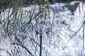 Cold spring water in river
